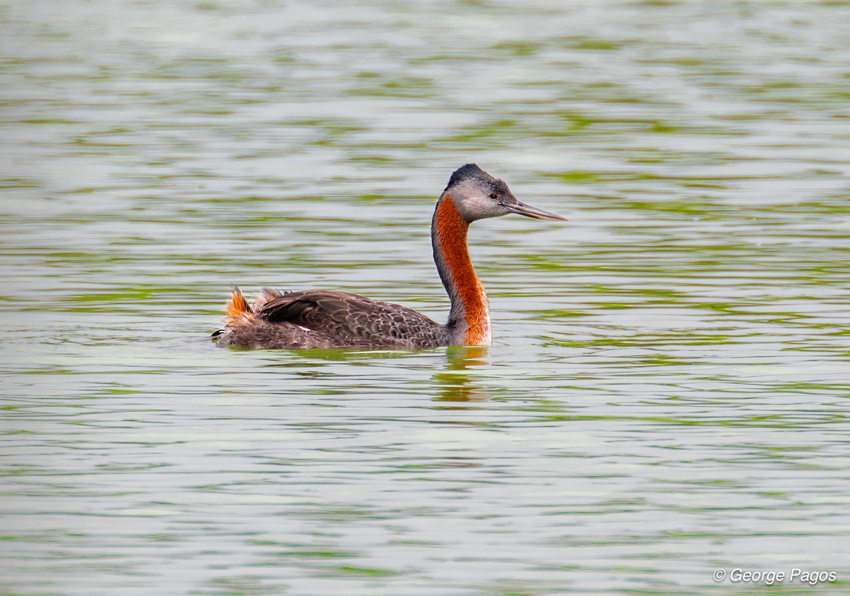 Great Grebe - George Pagos