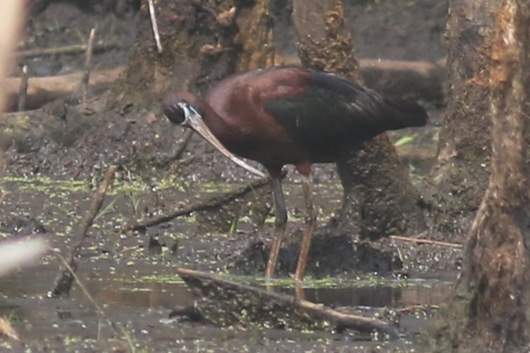 Glossy Ibis - Jennifer Allison