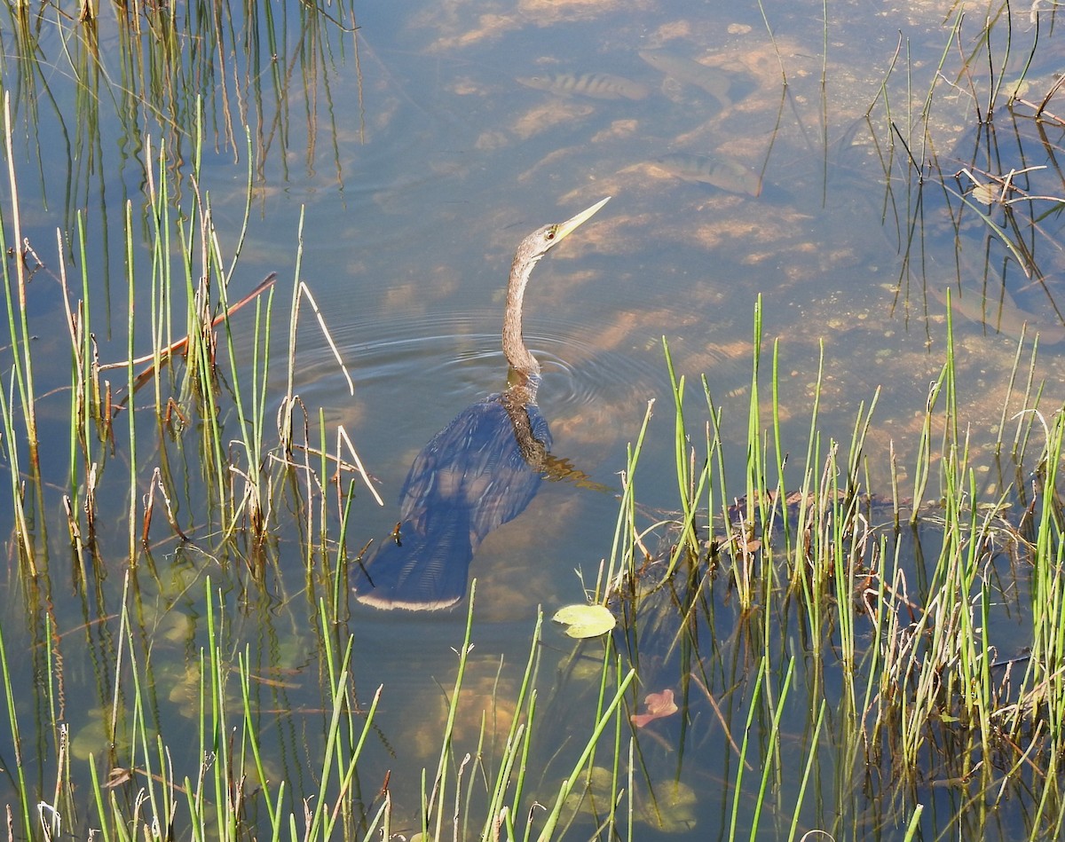 anhinga americká - ML618531902