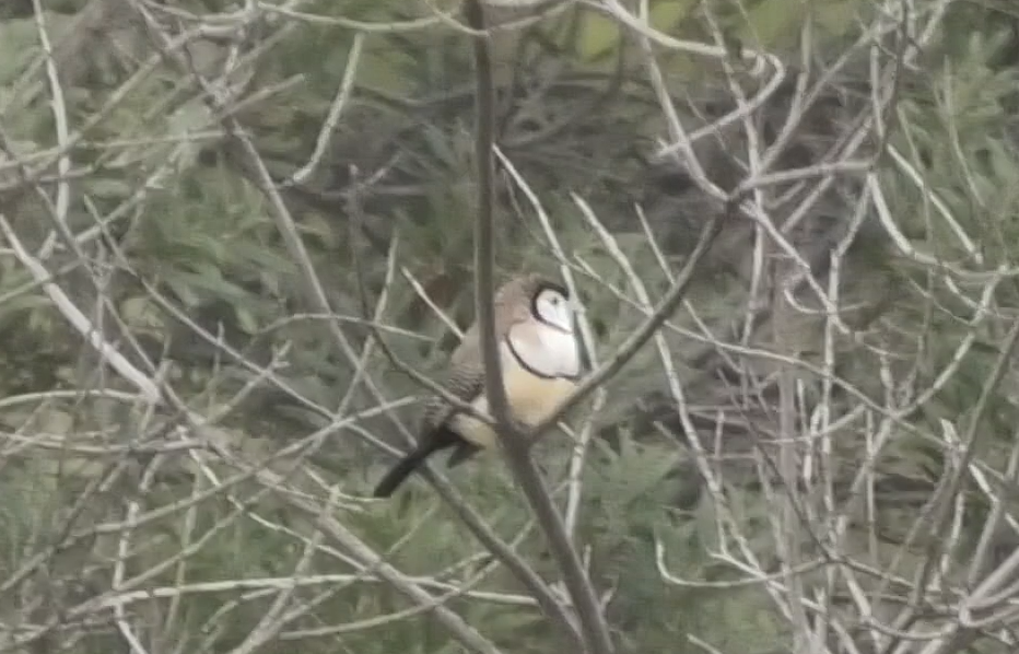 Double-barred Finch - Anonymous