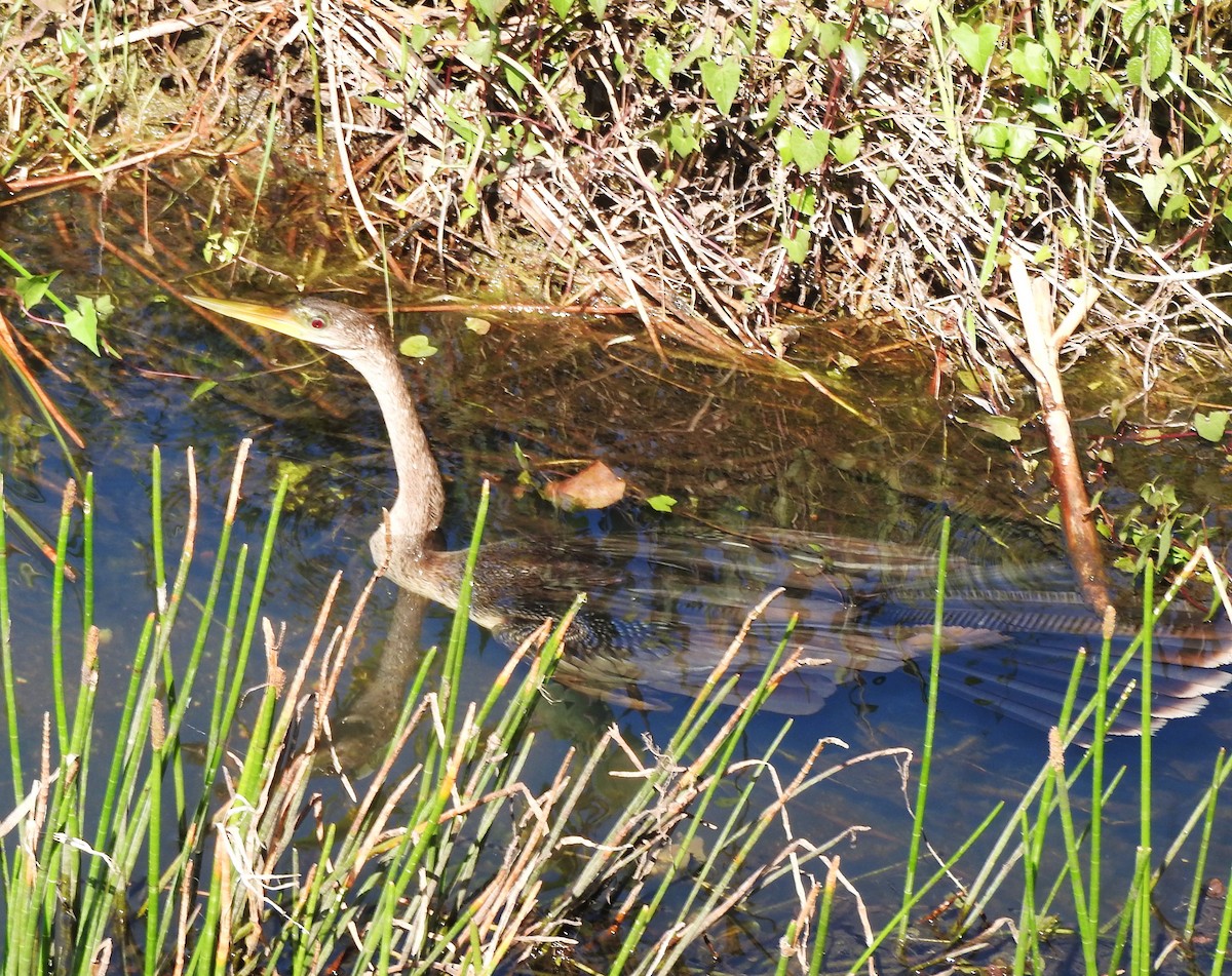 anhinga americká - ML618531911