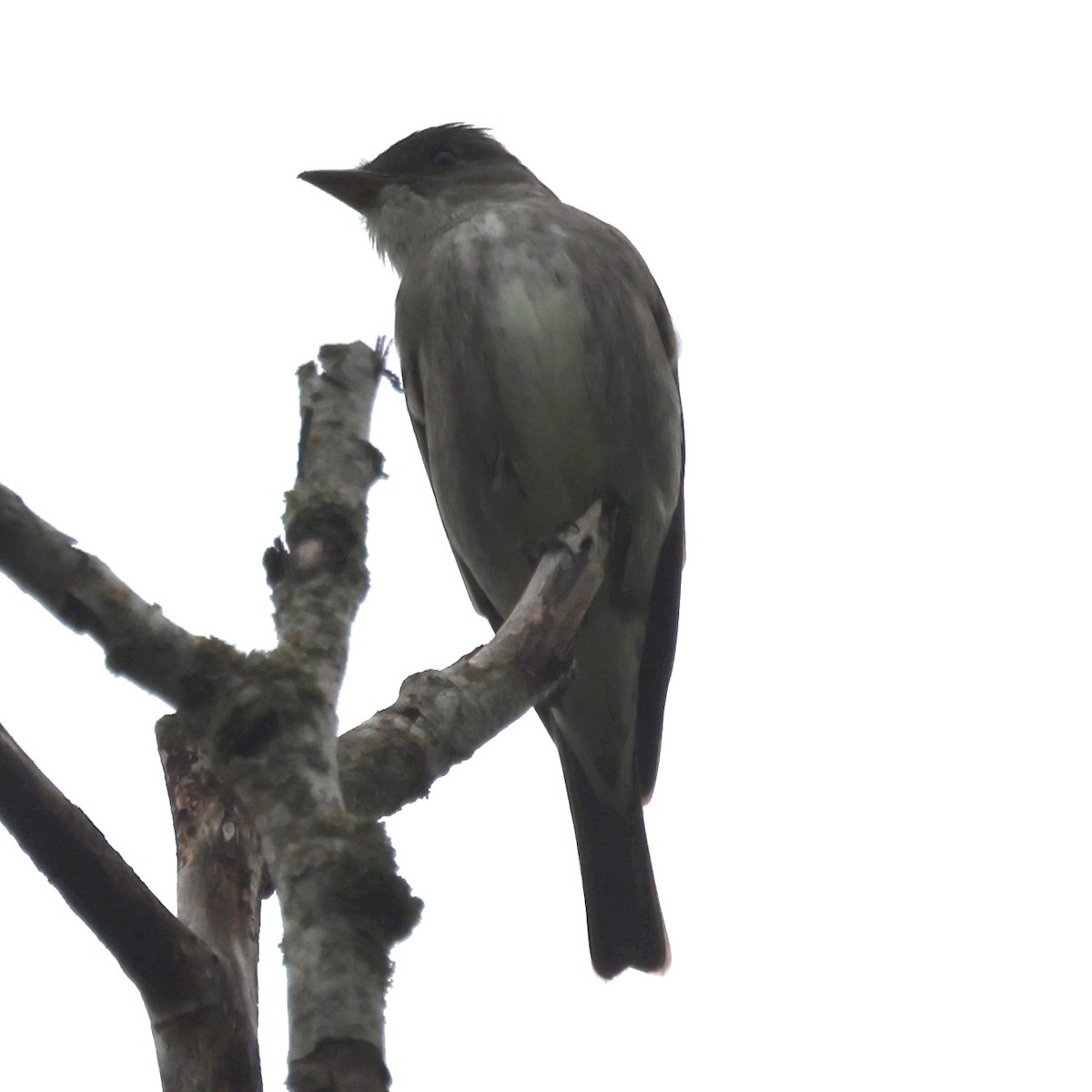 Olive-sided Flycatcher - Raphael Fennimore