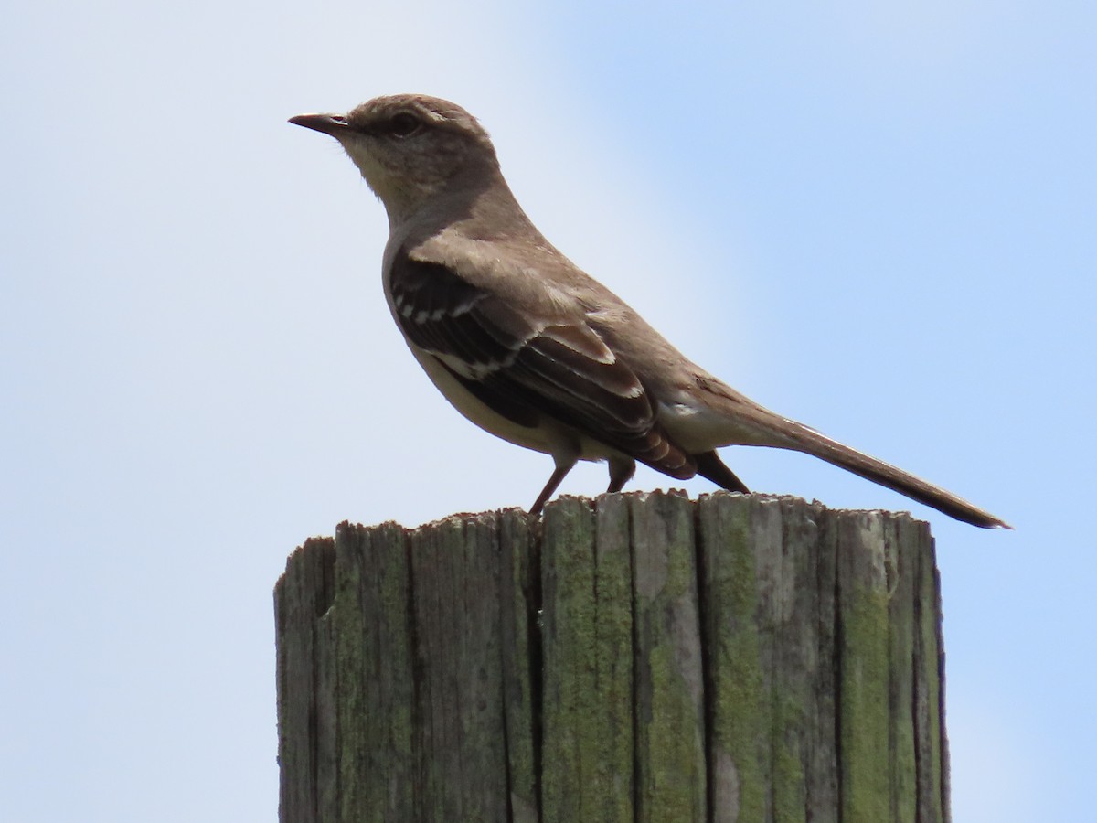 Northern Mockingbird - ML618531922