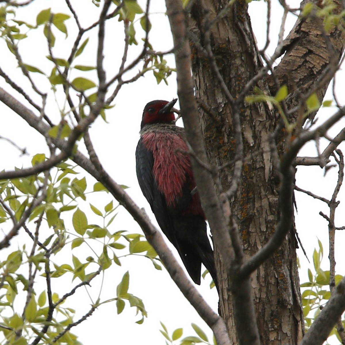 Lewis's Woodpecker - ML618531949