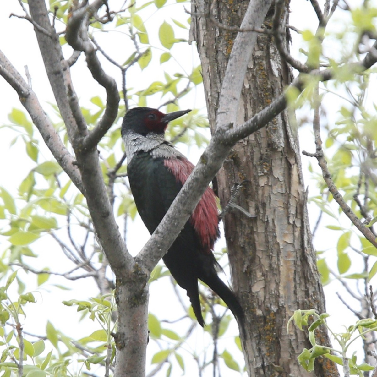 Lewis's Woodpecker - ML618531950