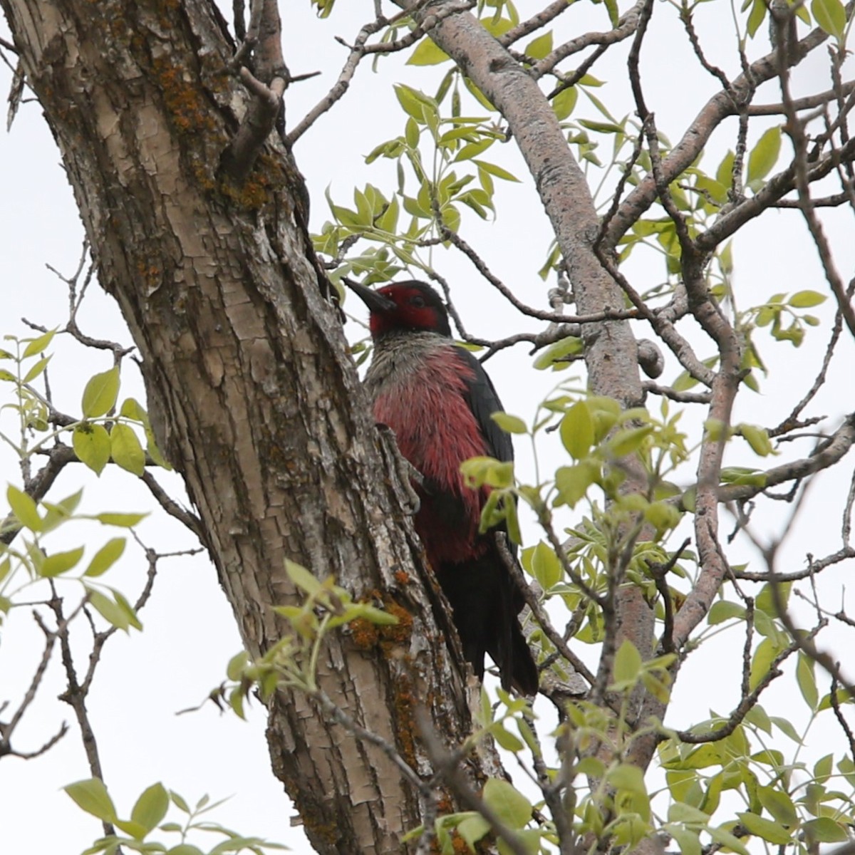 Lewis's Woodpecker - ML618531951