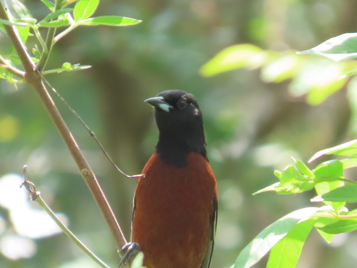 Orchard Oriole - ML618531970