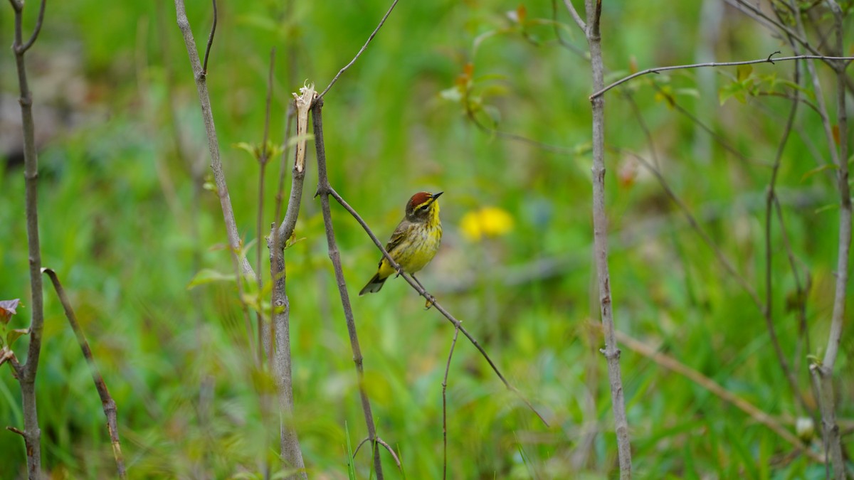 Palm Warbler - Bob Dolgan