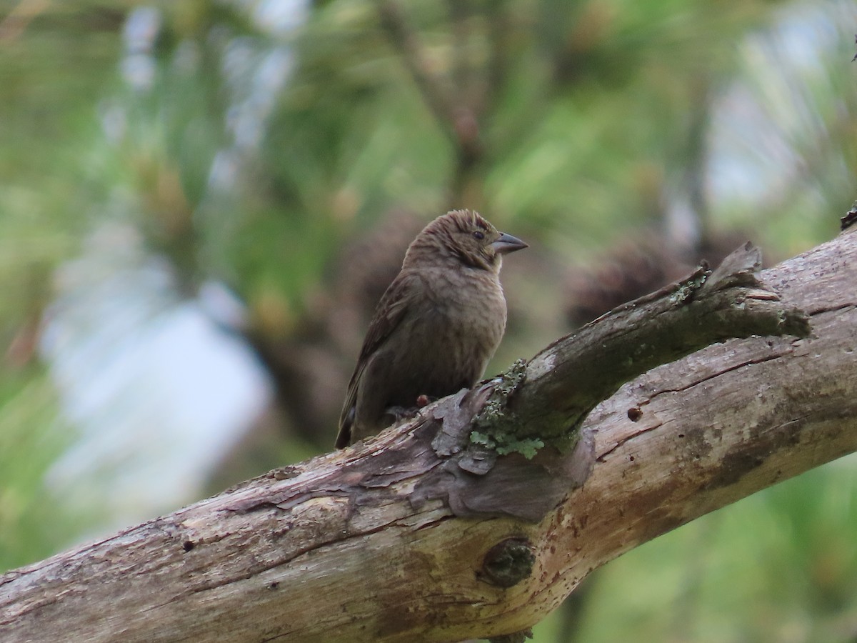 Brown-headed Cowbird - ML618531988