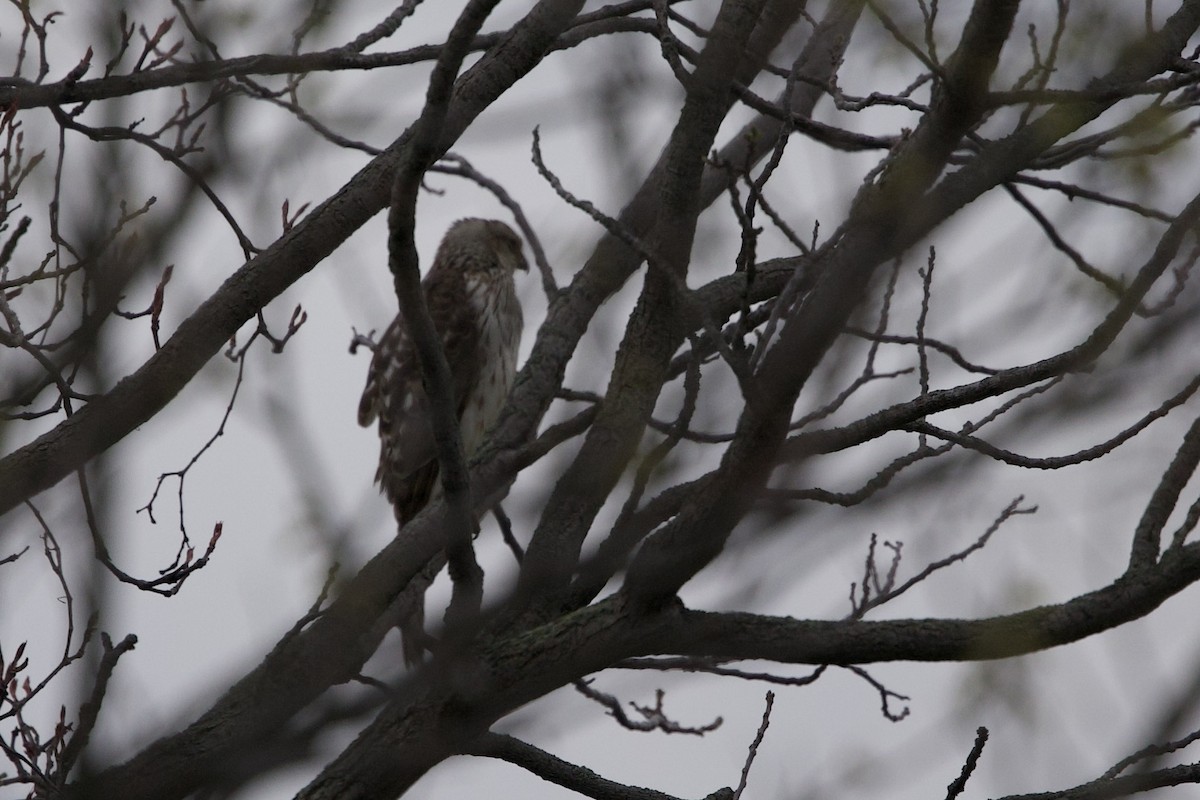 Cooper's Hawk - Mimi Brenninkmeijer