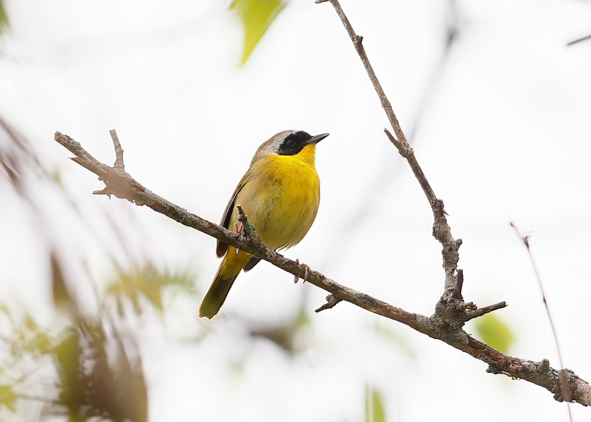 Common Yellowthroat - ML618532021