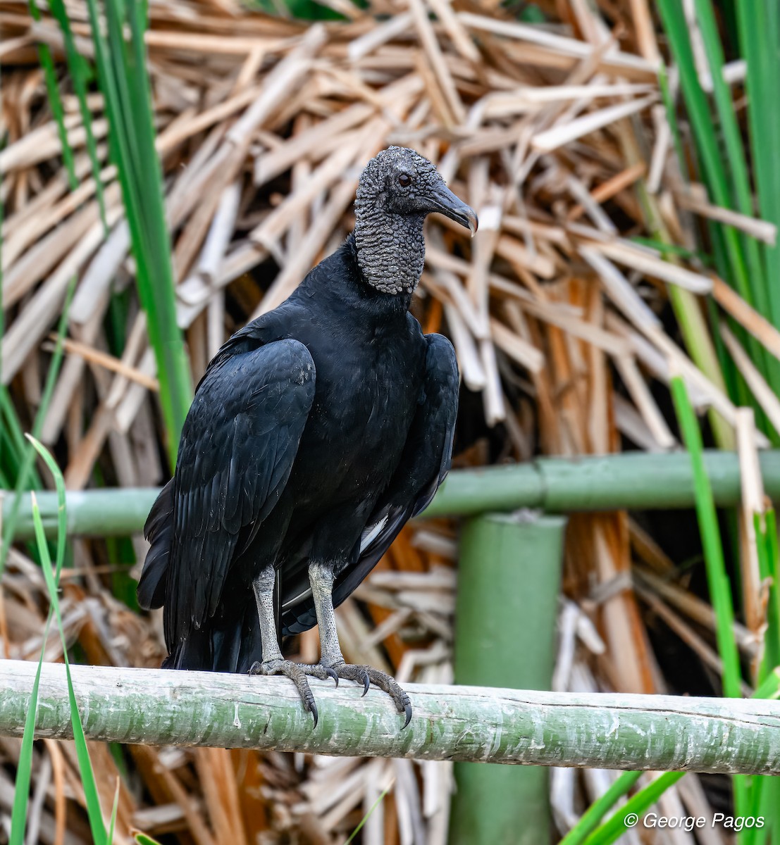 Black Vulture - George Pagos