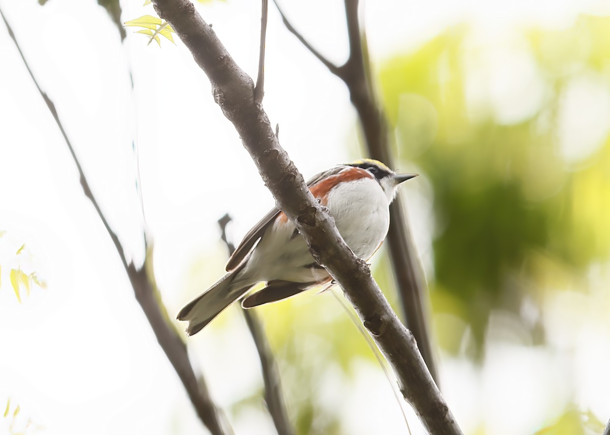 Chestnut-sided Warbler - Greg Scott