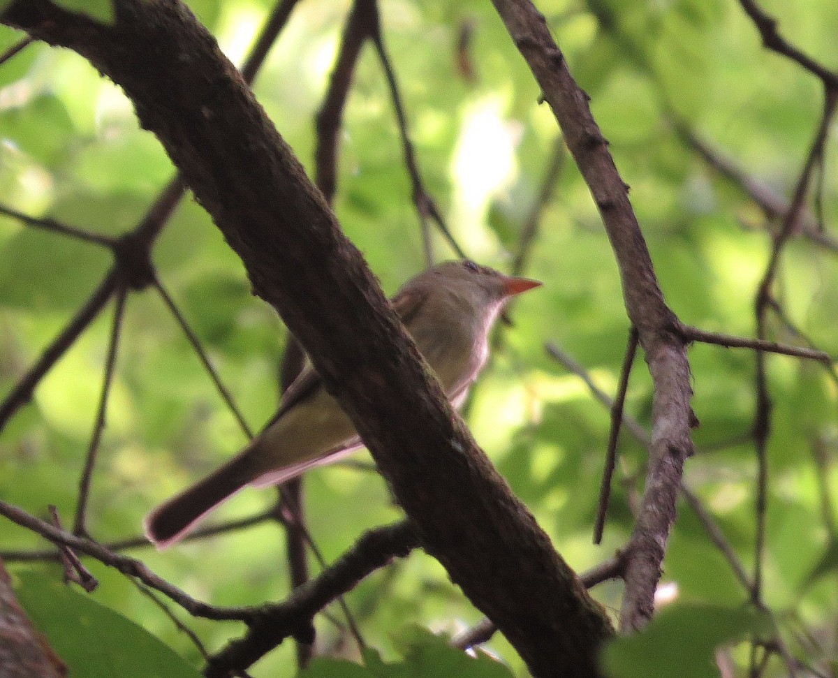 Acadian Flycatcher - Douglas Richard