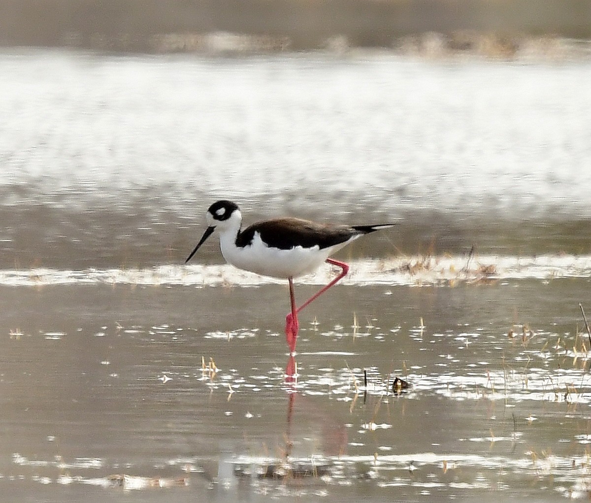 Black-necked Stilt - Steve Bennett