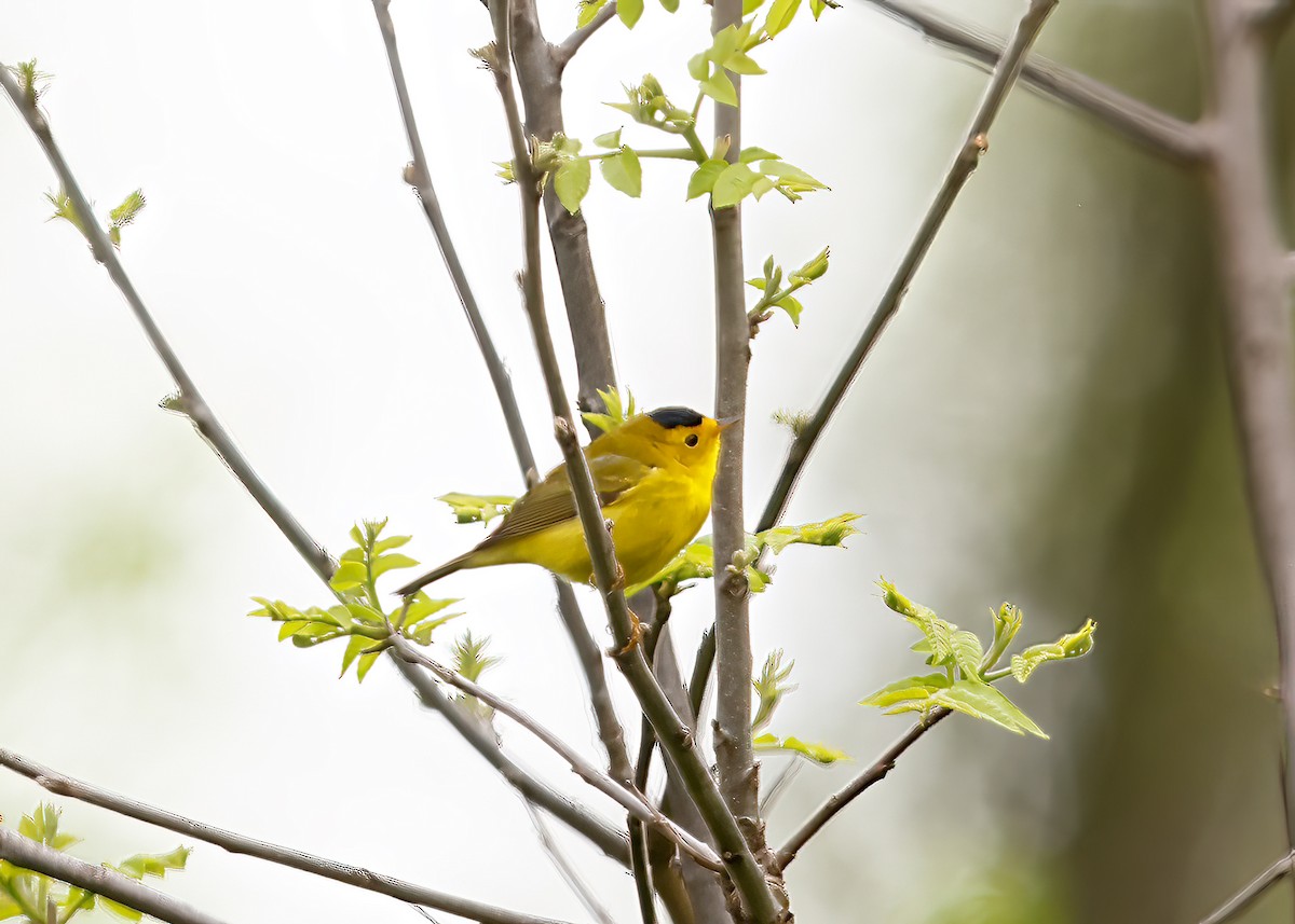 Wilson's Warbler - ML618532088