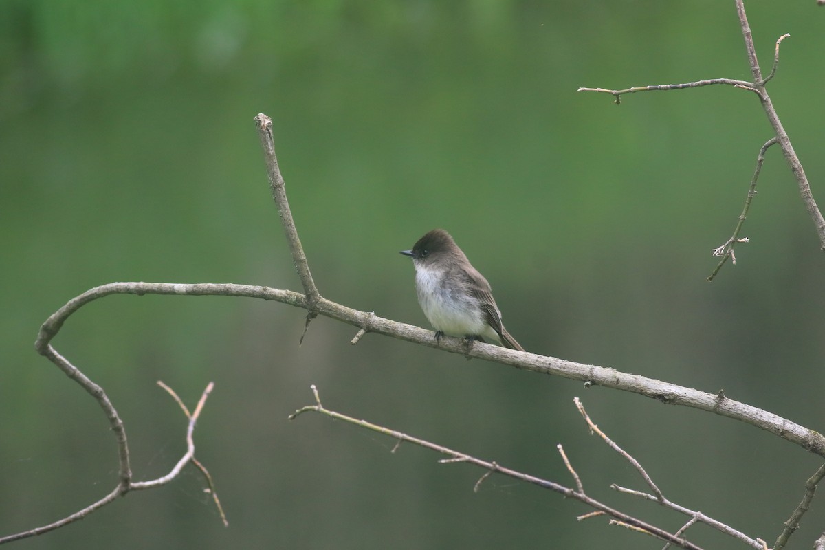 Eastern Phoebe - ML618532102