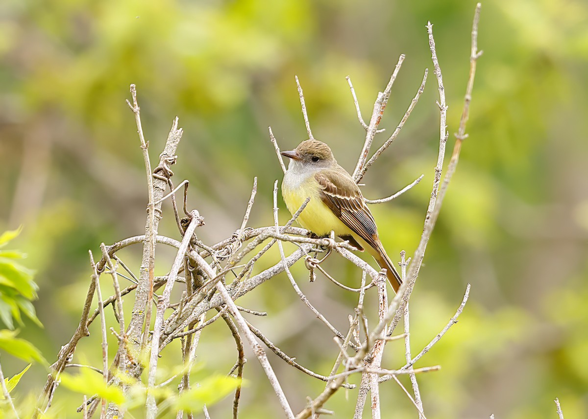 Great Crested Flycatcher - ML618532110