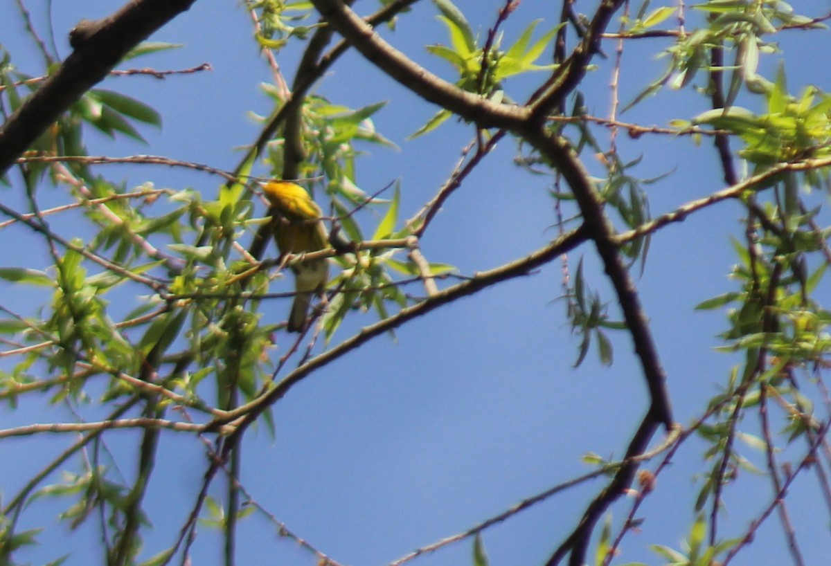 Cape May Warbler - Lisa Doud