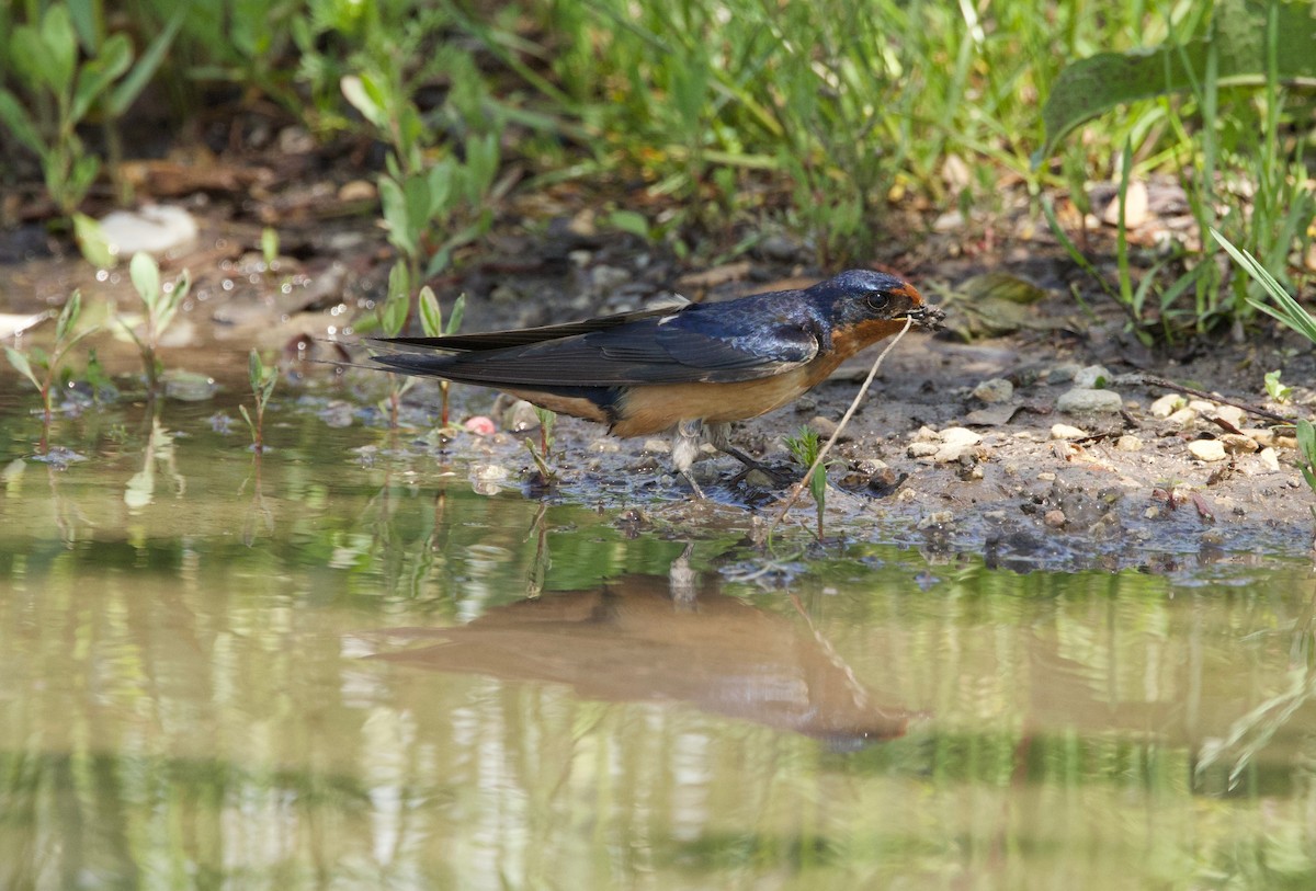 Barn Swallow - Benjamin Zerante