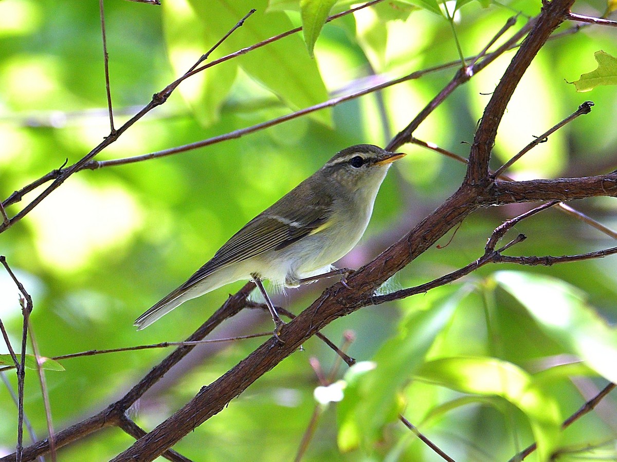 Two-barred Warbler - ML618532169