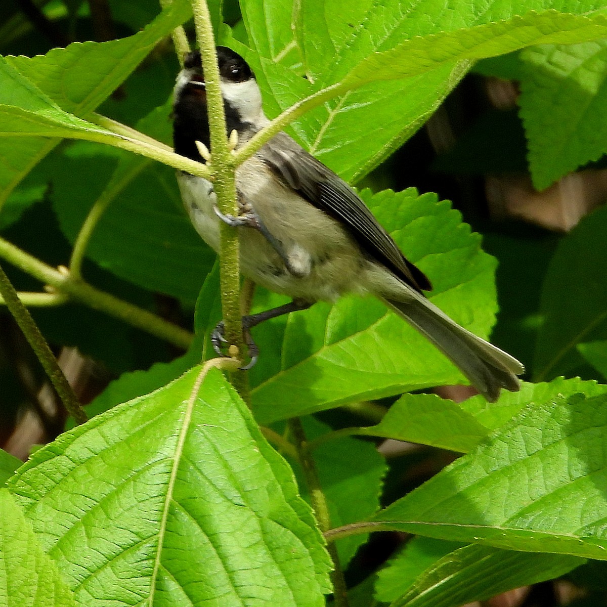 Carolina Chickadee - Jay Huner