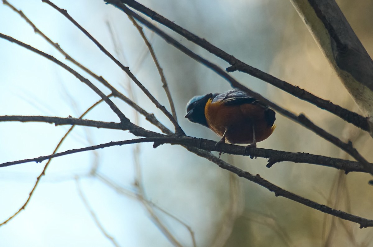 libohlásek hnědočelý - ML618532239