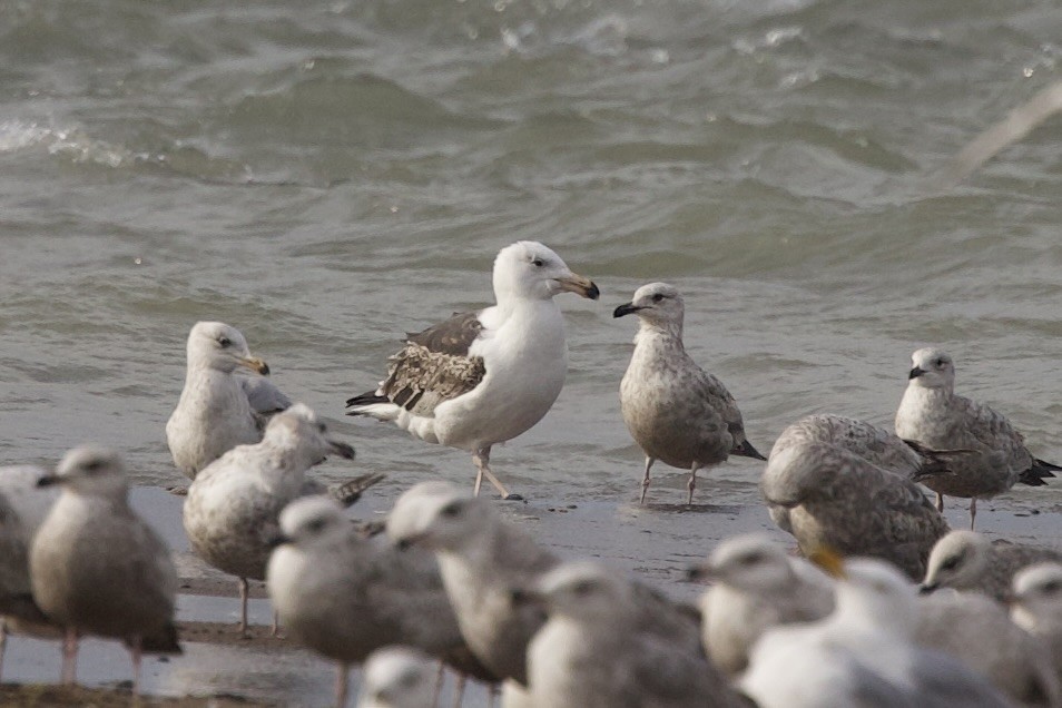 Great Black-backed Gull - ML618532272