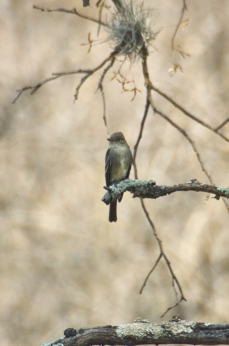 Western Wood-Pewee - ML618532284