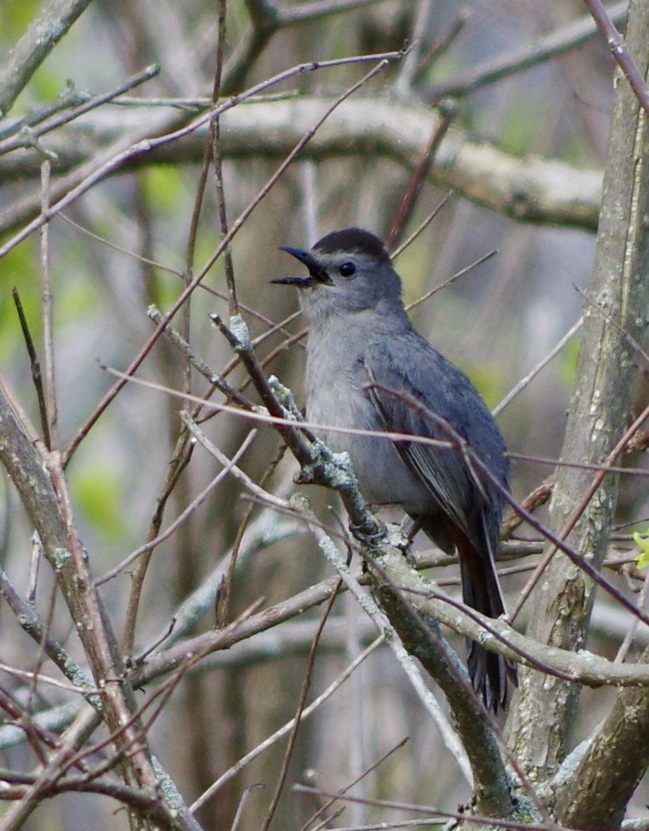 Gray Catbird - Kimberly Williams