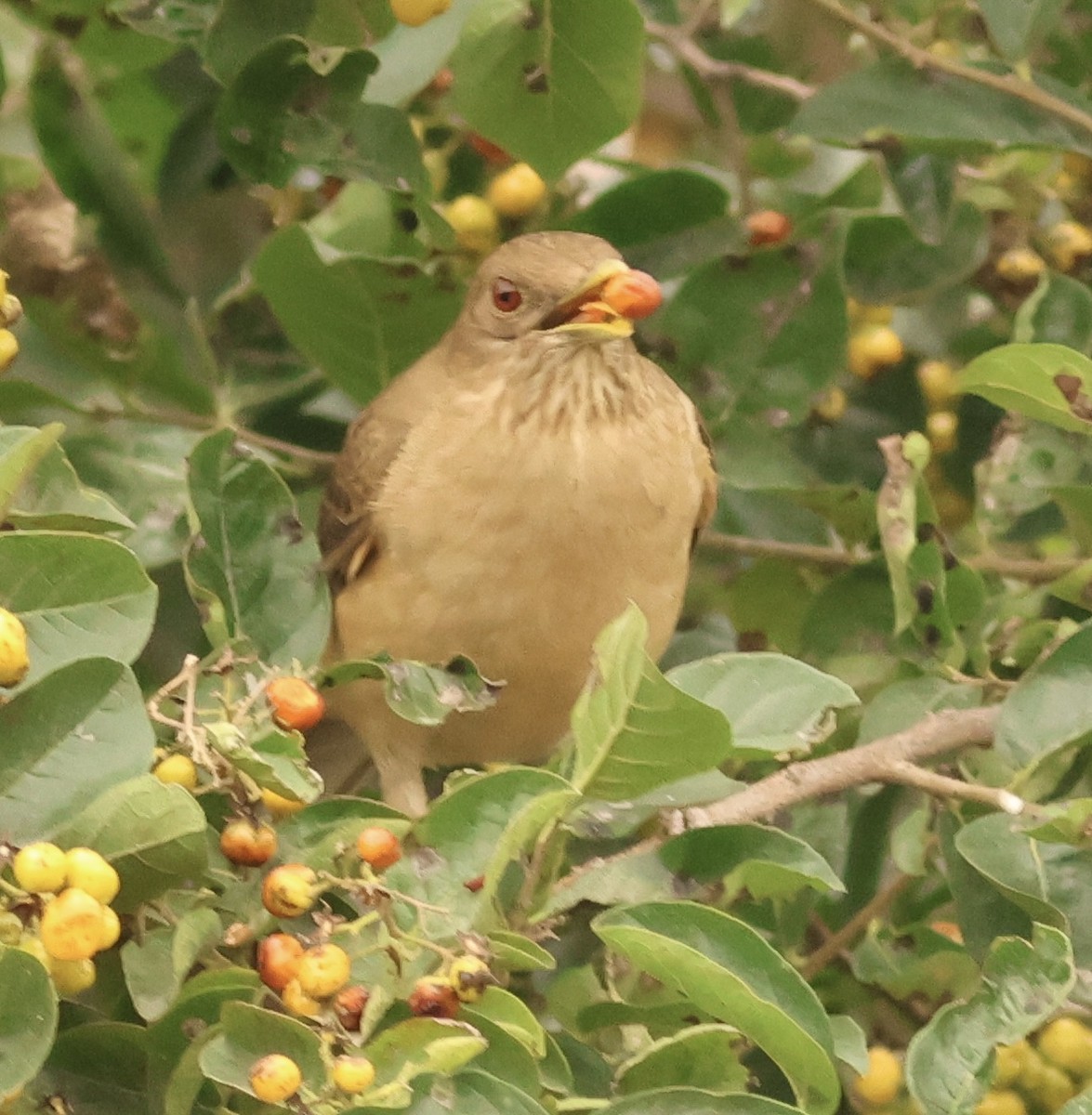 Clay-colored Thrush - Hanan Jacoby