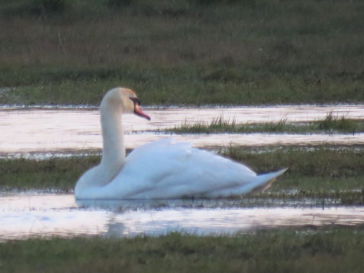 Cygne tuberculé - ML618532361