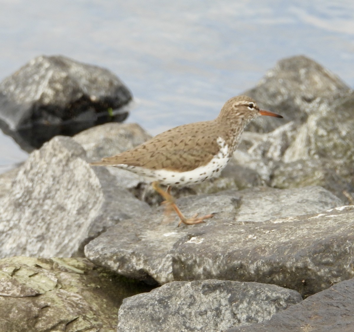 Spotted Sandpiper - ML618532369