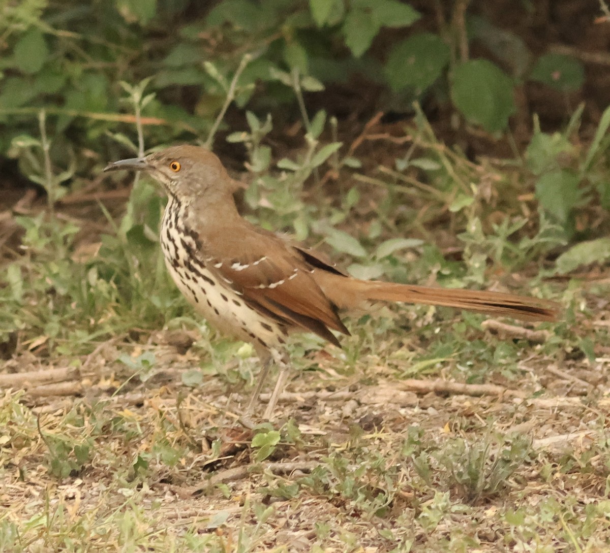 Long-billed Thrasher - Hanan Jacoby