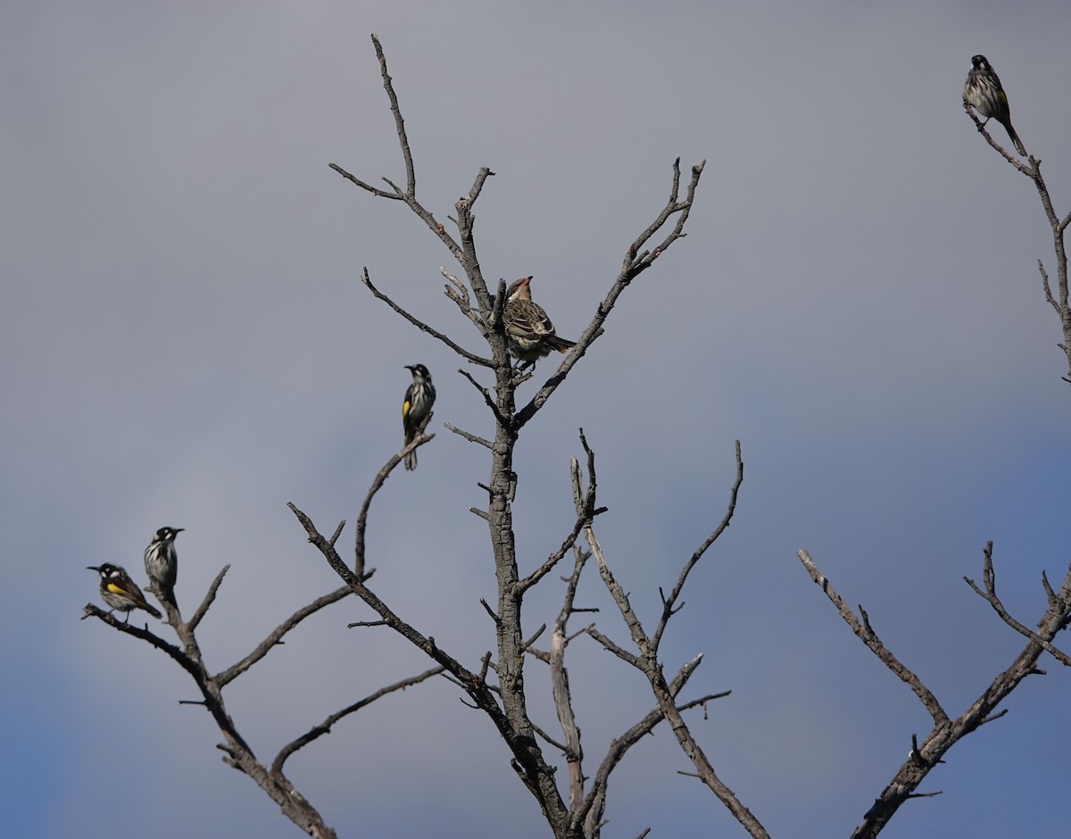 New Holland Honeyeater - John Beckworth