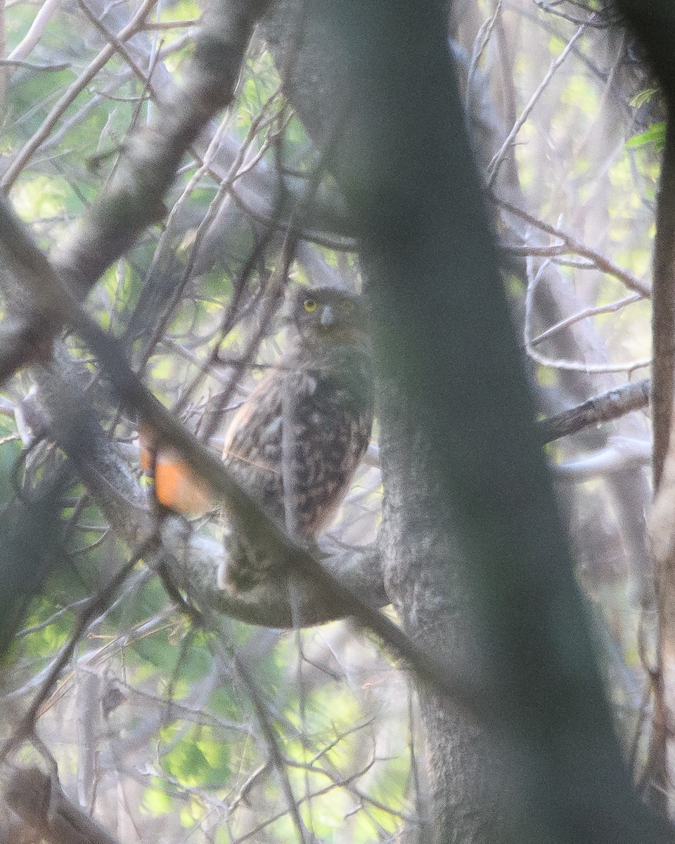 Brown Fish-Owl - ML618532509