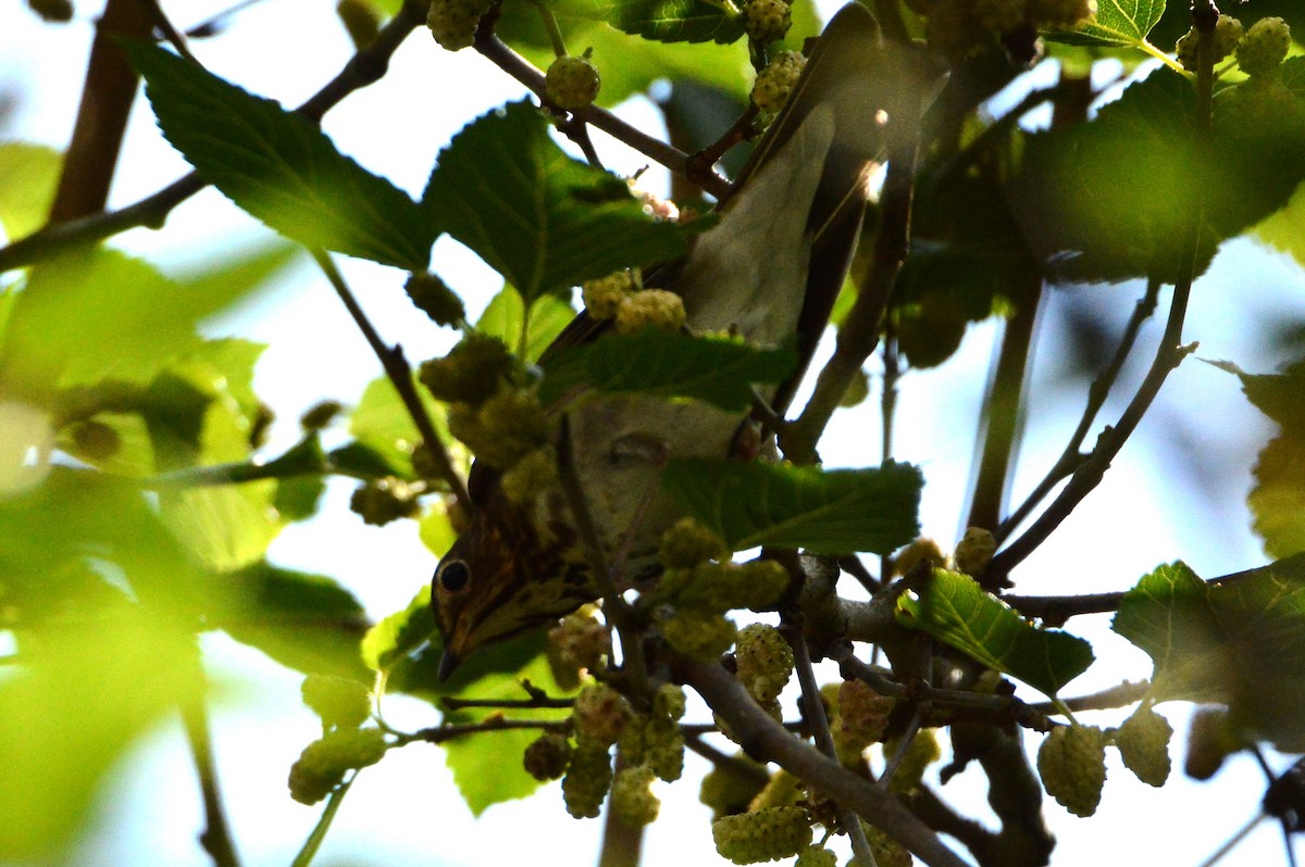 Swainson's Thrush - Jackson and Jasmin Woodall