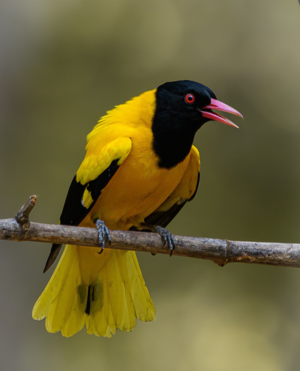 Black-hooded Oriole - Srinivas Mallela