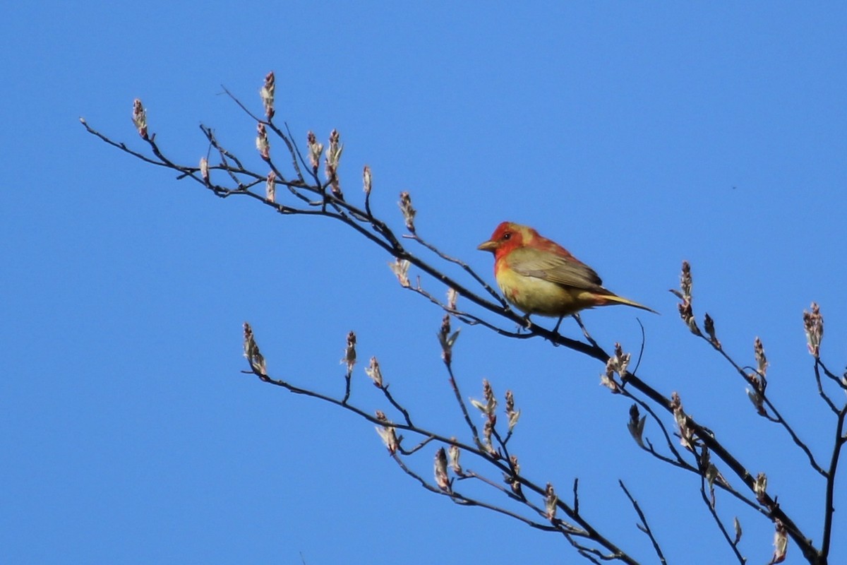 Summer Tanager - ML618532578