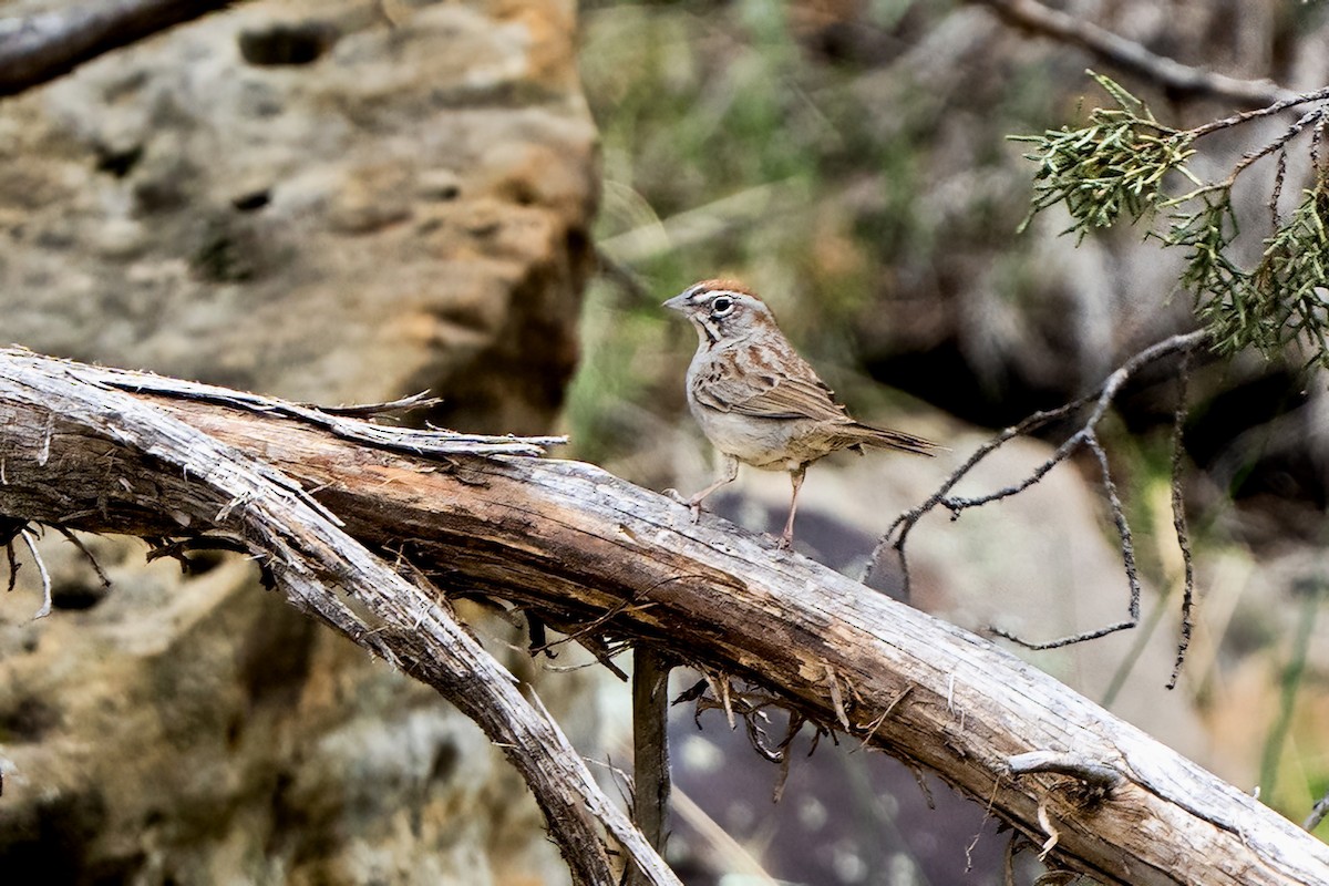 Rufous-crowned Sparrow - ML618532606