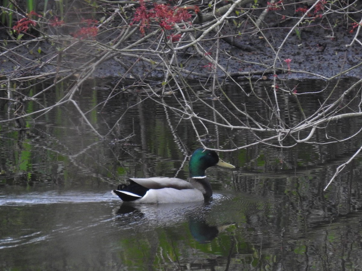 Mallard - Dennis S Main