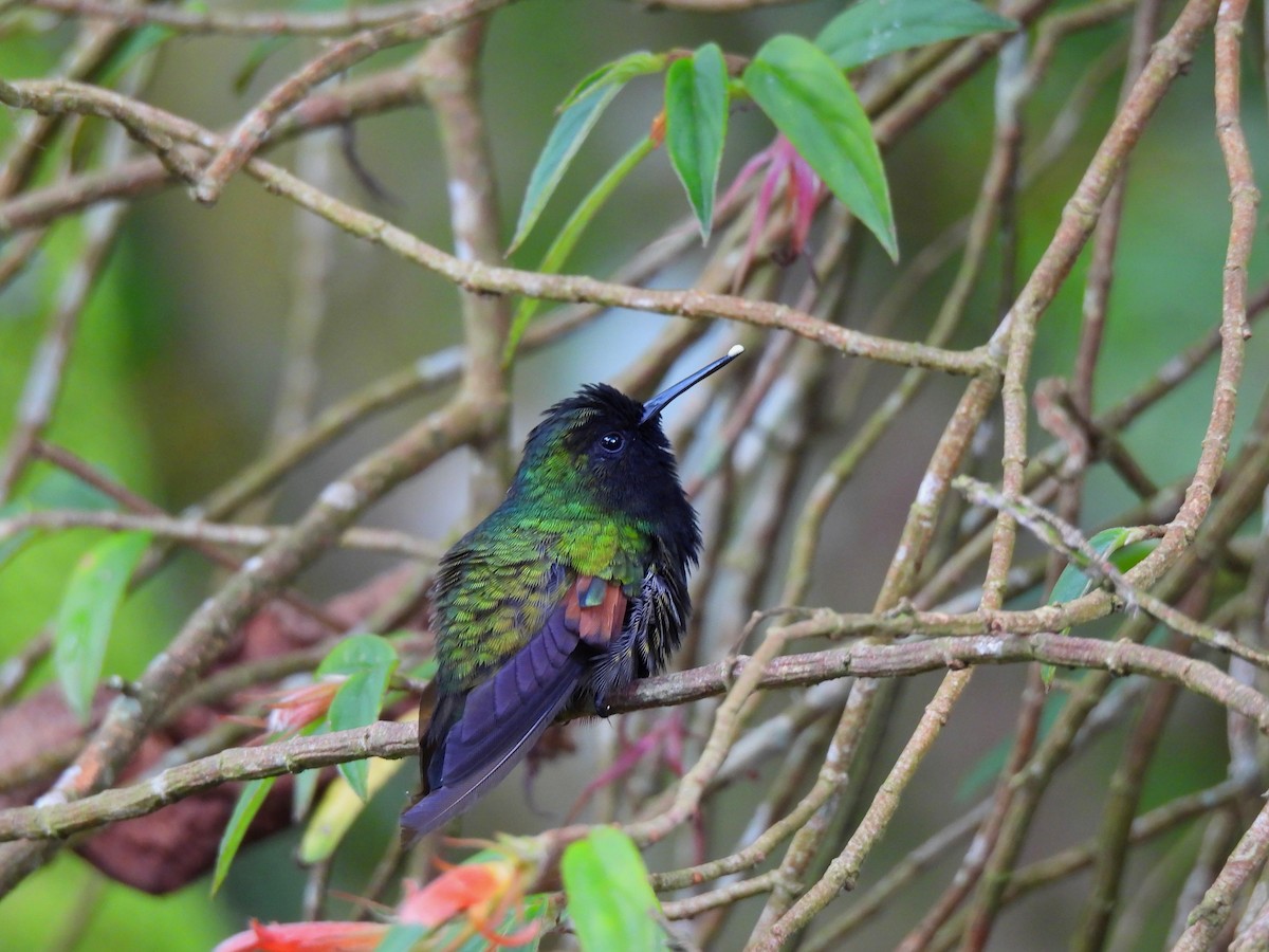 Black-bellied Hummingbird - Daniel Martínez