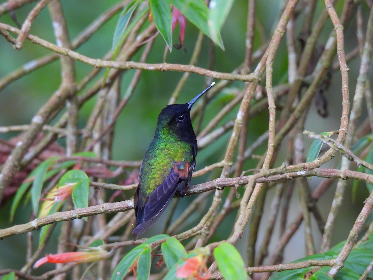 Black-bellied Hummingbird - Daniel Martínez