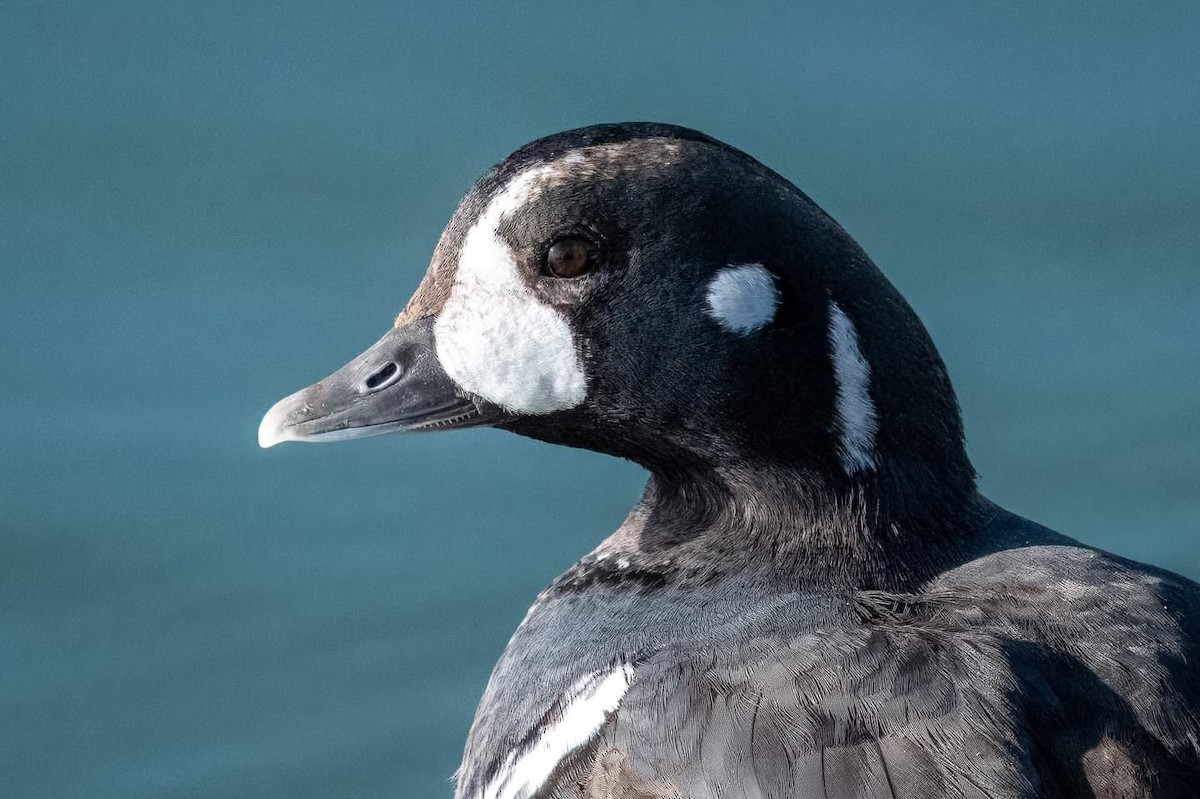 Harlequin Duck - Brian Reinke