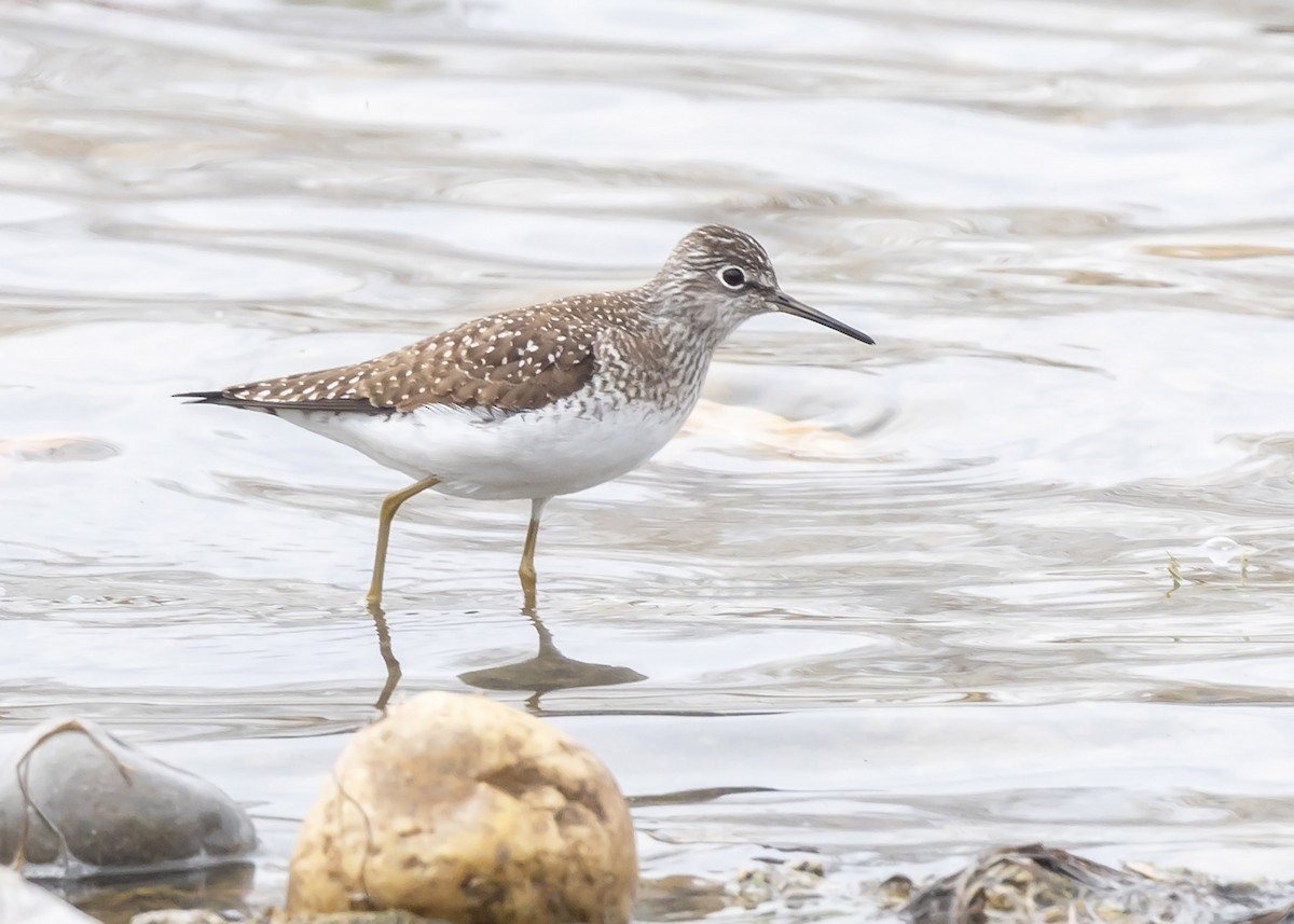 Solitary Sandpiper - ML618532623