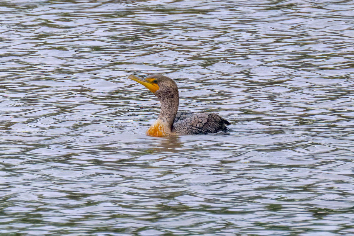 Double-crested Cormorant - ML618532636