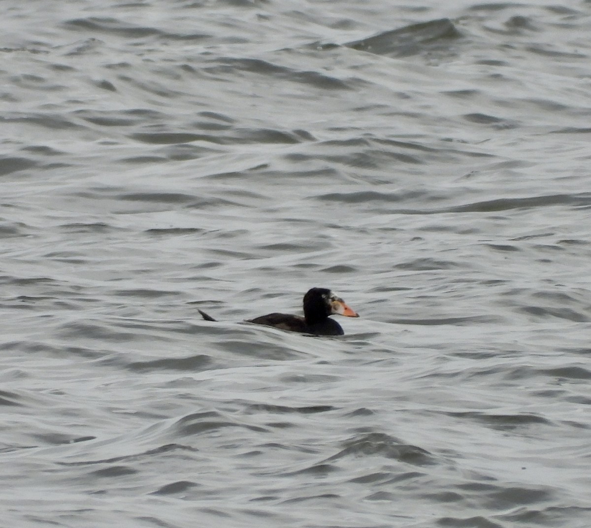 Surf Scoter - Charlotte Chehotsky