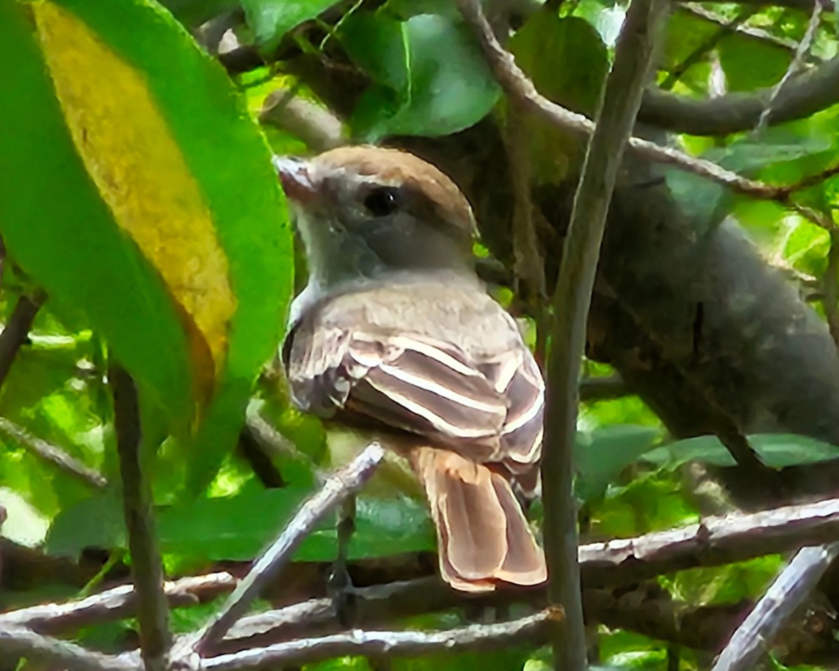 Caribbean Elaenia - Javier A.V. Diaz