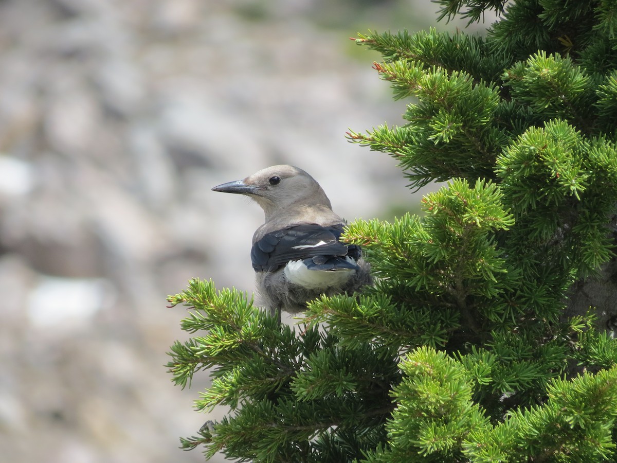 Clark's Nutcracker - ML618532773