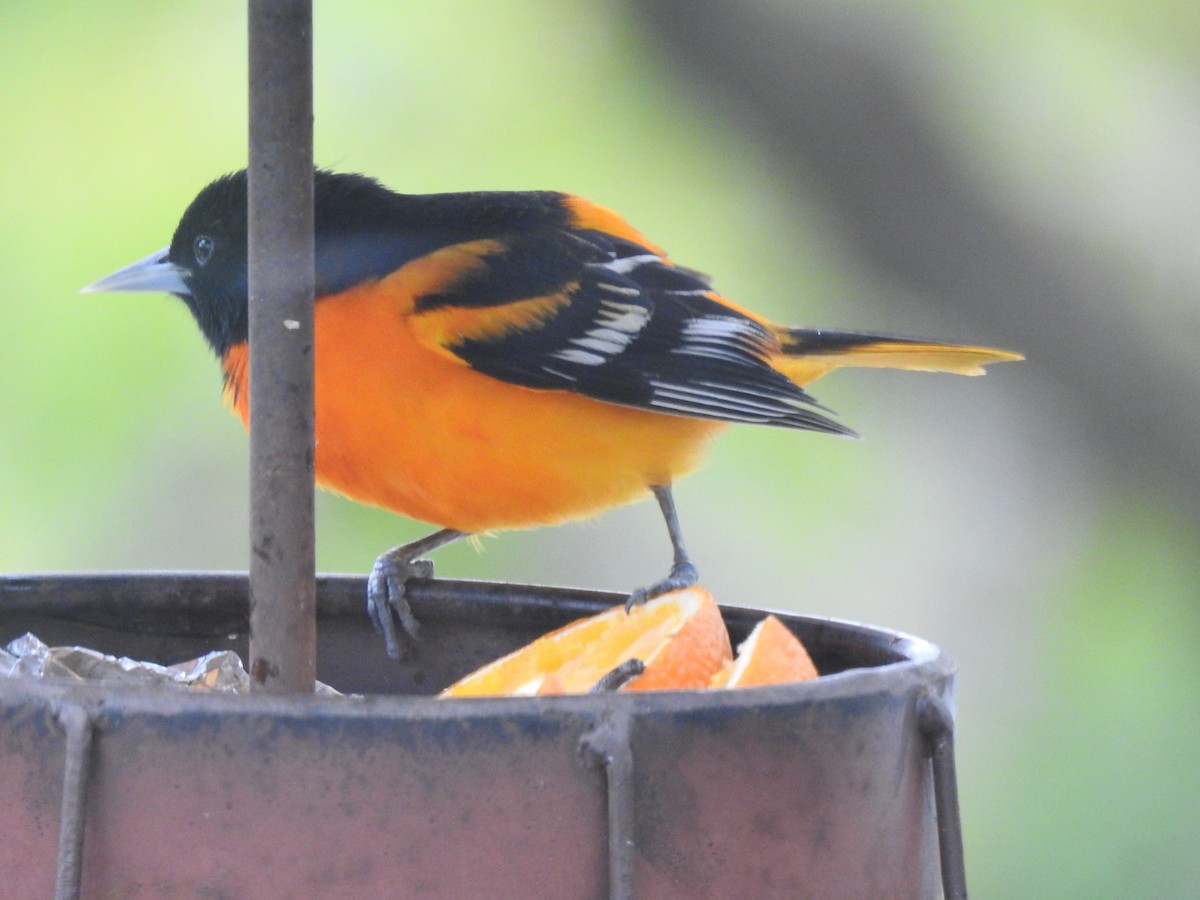 Baltimore Oriole - Dennis S Main